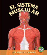 El Sistema Muscular (the Muscular System)