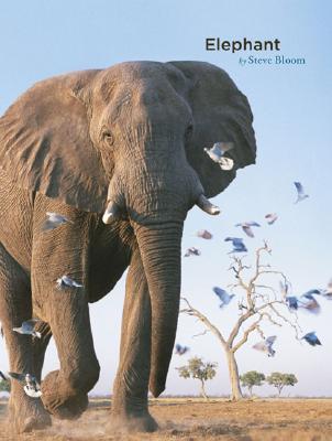 Elephant - Bloom, Steve