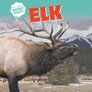 Elk