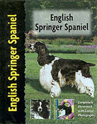English Springer Spaniel - Wessem, Haja Van
