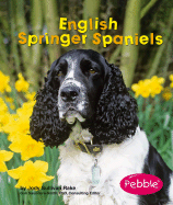 English Springer Spaniels - Rake, Jody S