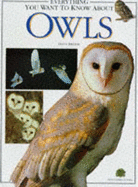 Everything you want to know about owls