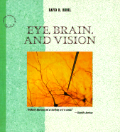 Eye, Brain, and Vision