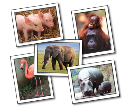 Favorite Animals Learning Cards - Key Education Publishing (Compiler)