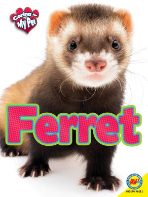 Ferret - Hamilton, Lynn