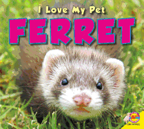 Ferret