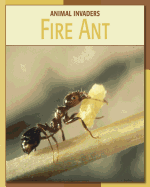 Fire Ant