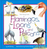 Flamingos, Loons & Pelicans