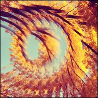 Forest Bathing - A Hawk & a Hacksaw