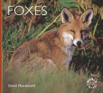 Foxes