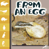 From an Egg