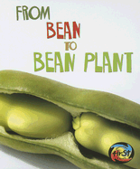 From Bean to Bean Plant