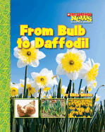 From Bulb to Daffodil