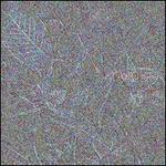Frost