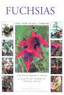 Fuchsias