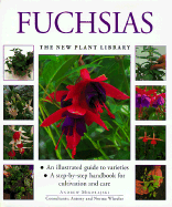 Fuchsias