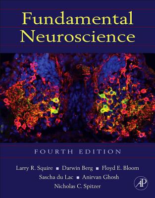 Fundamental Neuroscience - Squire, Larry (Editor), and Berg, Darwin (Editor), and Bloom, Floyd E (Editor)