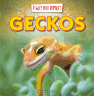 Geckos