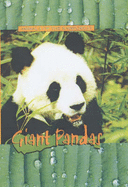 Giant Pandas