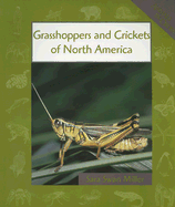 Grasshoppers and Crickets of North America