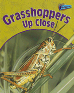 Grasshoppers Up Close - Pyers, Greg