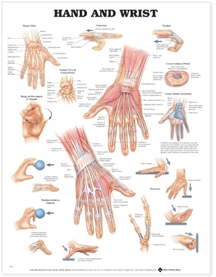 Hand and Wrist Anatomical Chart - Anatomical Chart Company (Prepared for publication by)