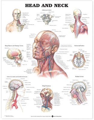 Head and Neck Anatomical Chart - Anatomical Chart Company (Editor)