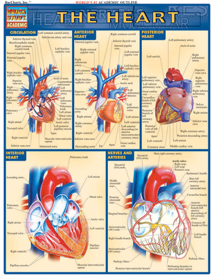 Heart - Perez, Vincent
