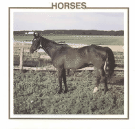 Horses