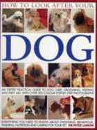 How to Look After Your Dog