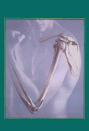 Human Anatomy