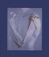 Human Anatomy