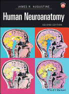 Human Neuroanatomy