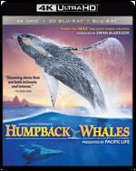 Humpback Whales