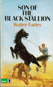 Son of the black stallion (import)