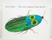 The Very Clumsy Click Beetle