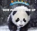 How Pandas Grow Up