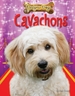 Cavachons