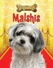 Malshis