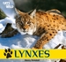 Lynxes