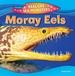 Moray Eels