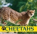 Cheetahs