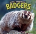 Badgers