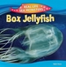 Box Jellyfish