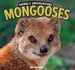 Mongooses