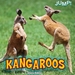 Kangaroos
