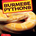 Burmese Pythons