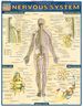 Nervous System