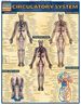 Circulatory System
