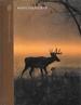 Whitetail Deer